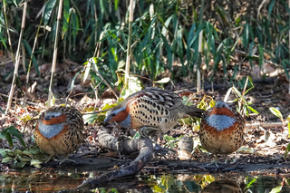 写真:コジュケイ