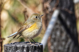 写真:ルリビタキ