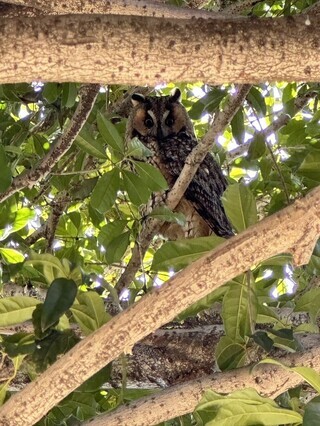 写真:トラフズク