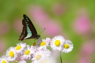 写真：アオスジアゲハ
