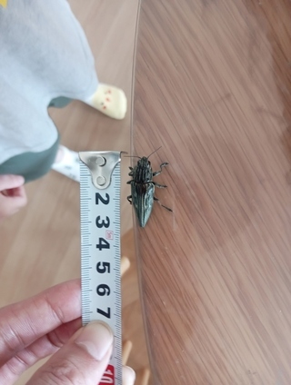 写真：ウバタマムシ