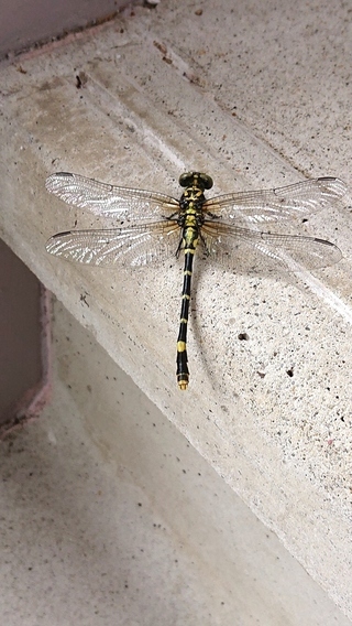 写真：オナガサナエトンボ（雌雄不明）