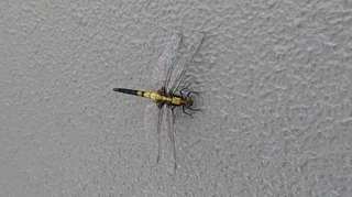 写真：シオカラトンボ（♀）