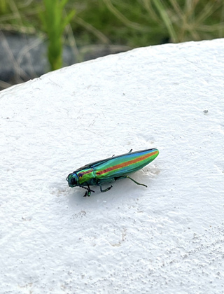 写真：ヤマトタマムシ