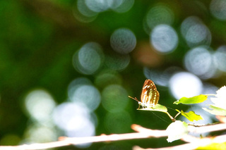 写真：コミスジチョウ
