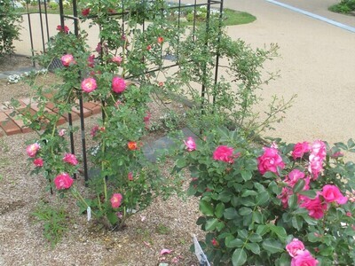 グリーンライブセンターのバラ花壇の写真