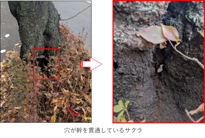 永山さくら通りのサクラの幹に穴が貫通している写真