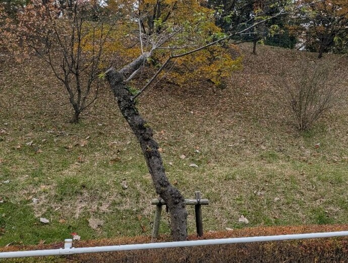 永山さくら通りの不健全なサクラの写真