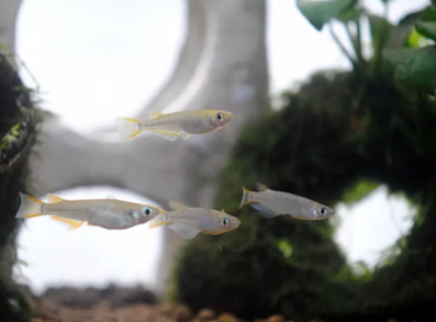 水槽を泳ぐメダカの写真