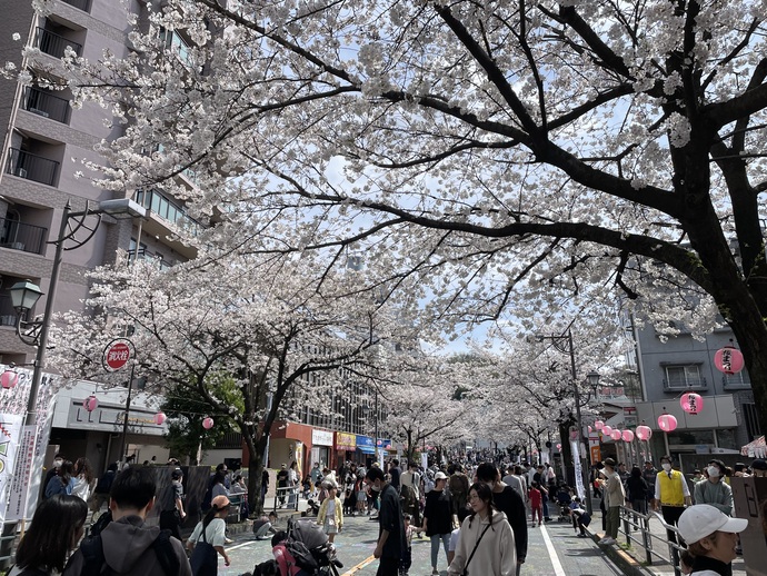 せいせき桜まつりの様子