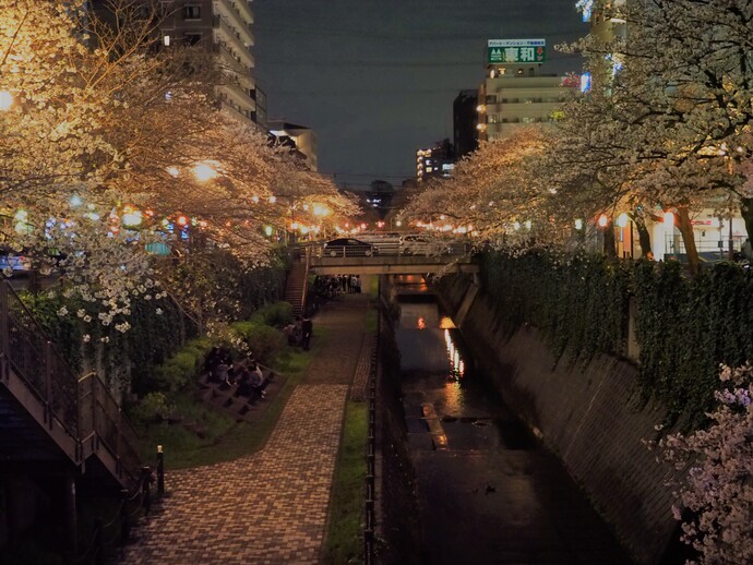 桜イルミネーションの写真