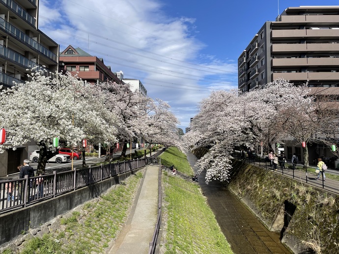 多摩センター桜まつり会場周辺の桜