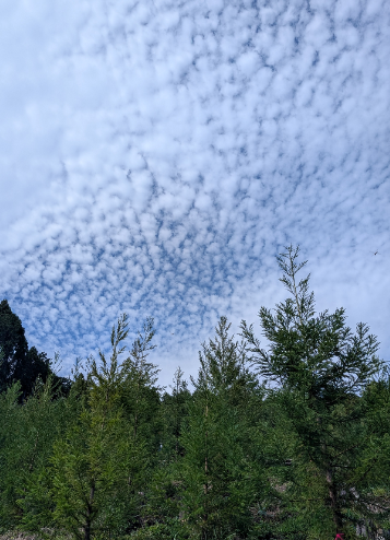 花粉が少ない森づくりの取り組み